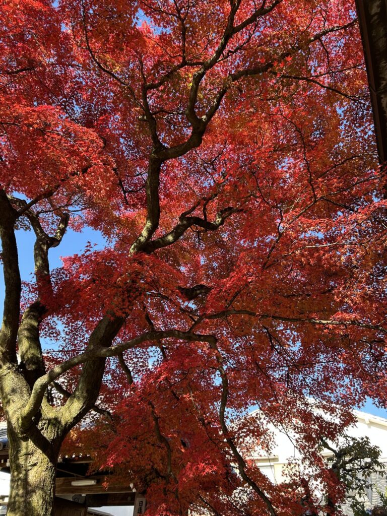 通り抜けるお寺の見事な紅葉
